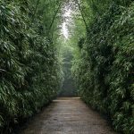 Under the bamboo tree – top